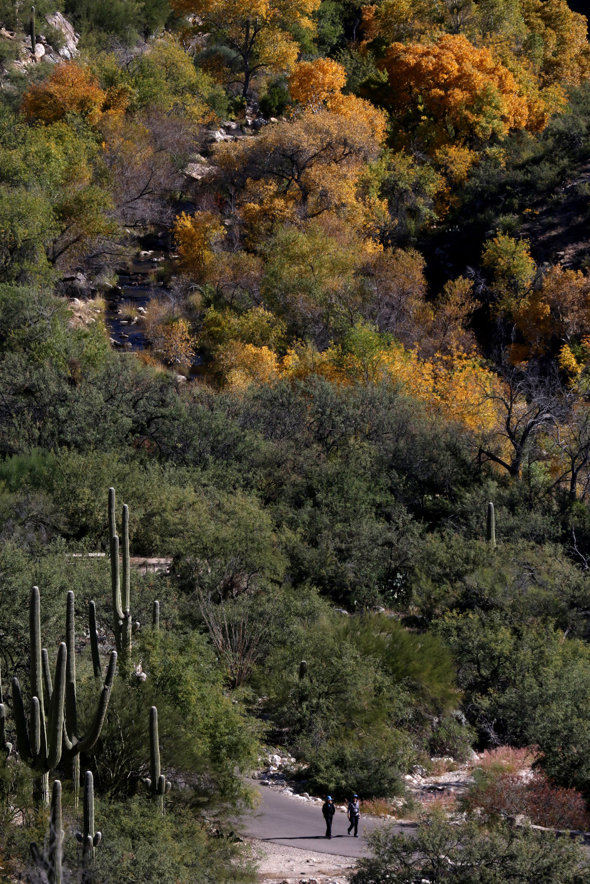 Hiking Sabino